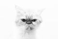 Black-and-white photo with a portrait of sad cat on white background Royalty Free Stock Photo