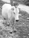 black and white photo of a pregnant cow Royalty Free Stock Photo