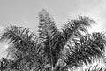Black and white photo of a Queen palm Royalty Free Stock Photo