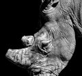 Black and white photo of rhino with black background. It is a wildlife photo from Africa on a safari in the Bandia Reserve, Royalty Free Stock Photo