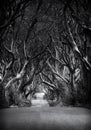 Black and white photo of Road through the Dark Hedges a unique beech tree tunnel road n Ballymoney, Northern Ireland. Game of