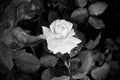 Black and white photo of a rose Royalty Free Stock Photo