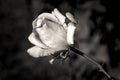 B&W image of a rose.