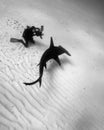 A Scuba Diver Photographs a Great Hammerhead Passing Nearby in the Bahamas Royalty Free Stock Photo