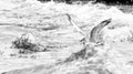 Black and white photo of sea gull in the rough water Royalty Free Stock Photo