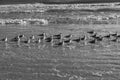 Black and white photo of Seagulls on the beach Royalty Free Stock Photo