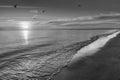 Black and white photo of seagulls at sunset on the beach Royalty Free Stock Photo