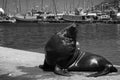 A seal on a harbour wall in black and white.