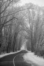 a black and white photo shows snow covered trees along a road Royalty Free Stock Photo