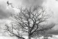 Black and white photo of silhouette dry tree tree branches against the sky Royalty Free Stock Photo