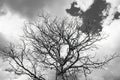 Black and white photo of silhouette dry tree tree branches against the sky Royalty Free Stock Photo