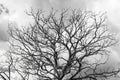 Black and white photo of silhouette dry tree tree branches against the sky Royalty Free Stock Photo