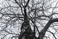 Black and white photo of a silhouette of a tree with a lot of branches and trunk.