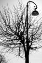 Black and white photo with a silhouette of a tree and an old street lamp Royalty Free Stock Photo