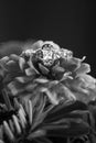 Black and White Photo of Wedding Ring on Wildflowers