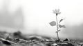 a black and white photo of a single flower in the middle of a field Royalty Free Stock Photo