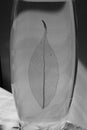 Black and white photo of skeletonized leaf of ficus