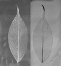 Black and white photo of skeletonized leaves of ficus