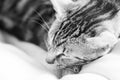 Black and white photo of a sleepy, beautiful cat