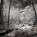 a black and white photo of a snow covered path in the woods Royalty Free Stock Photo