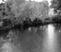 Black and white photo of a spider web in front of a lake and trees Royalty Free Stock Photo