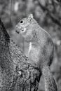 Squirrel on tree trunk in black and white Royalty Free Stock Photo