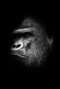 Black and white photo, stern male. Portrait powerful dominant male gorilla proudly and seriously attentively looks