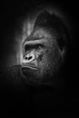 Black and white photo, stern male. Portrait powerful dominant male gorilla proudly and seriously attentively looks