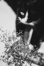 Black and white photo of summer flowers in a glass vase viewed by a black cat with a white neck Royalty Free Stock Photo