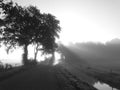 Black and white photo of the sun`s rays shining through the silhouette of two trees, with a road in front Royalty Free Stock Photo