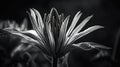 a black and white photo of a sunflower in bloom Royalty Free Stock Photo