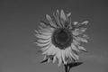 Sunflower against the sky in black and white photo Royalty Free Stock Photo