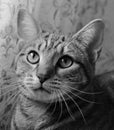 Black and white photo of a tabby cat Royalty Free Stock Photo