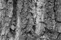Black and white photo. The texture of the bark of the tree. Background. Royalty Free Stock Photo