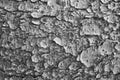 Black and white photo. The texture of the bark of the tree, the background. Royalty Free Stock Photo