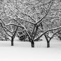 Black and White Photo of three similar trees in Winter