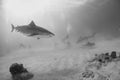 Tiger Shark Swimming on Sandy Bottom in Bahamas Royalty Free Stock Photo