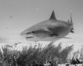 Black and White Photo of a Tiger Shark in the Bahamas