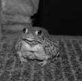 Black and white photo of a toad Royalty Free Stock Photo