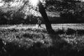 Black and white photo. Trail runner in spring forest, last sunset light scenery Royalty Free Stock Photo