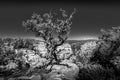 Black and White Photo of a Tree on the edge of the North Rim of the Grand Canyon Royalty Free Stock Photo