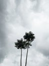 Black and white photo of tree top and white cloud background. Royalty Free Stock Photo