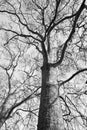 Black and white photo of Tree in Winter Royalty Free Stock Photo