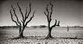 a black and white photo of two dead trees in the desert Royalty Free Stock Photo