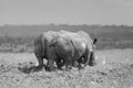 Two Rhino Friends, Tails Together Royalty Free Stock Photo