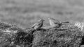 Black and white photo of two robins eyeing each other up - stock photo Royalty Free Stock Photo