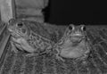 Black and white photo of two toads Royalty Free Stock Photo