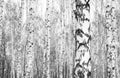 Black-and-white photo of white birch trees with beautiful birch bark Royalty Free Stock Photo