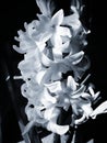 Black-white photo: white gloomy flower. Many small glim white flowers close-up.