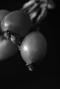 Black and white photo of wild rose fruit